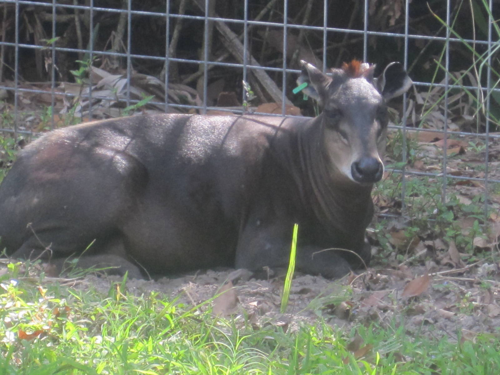 Yellow-Backed Duiker