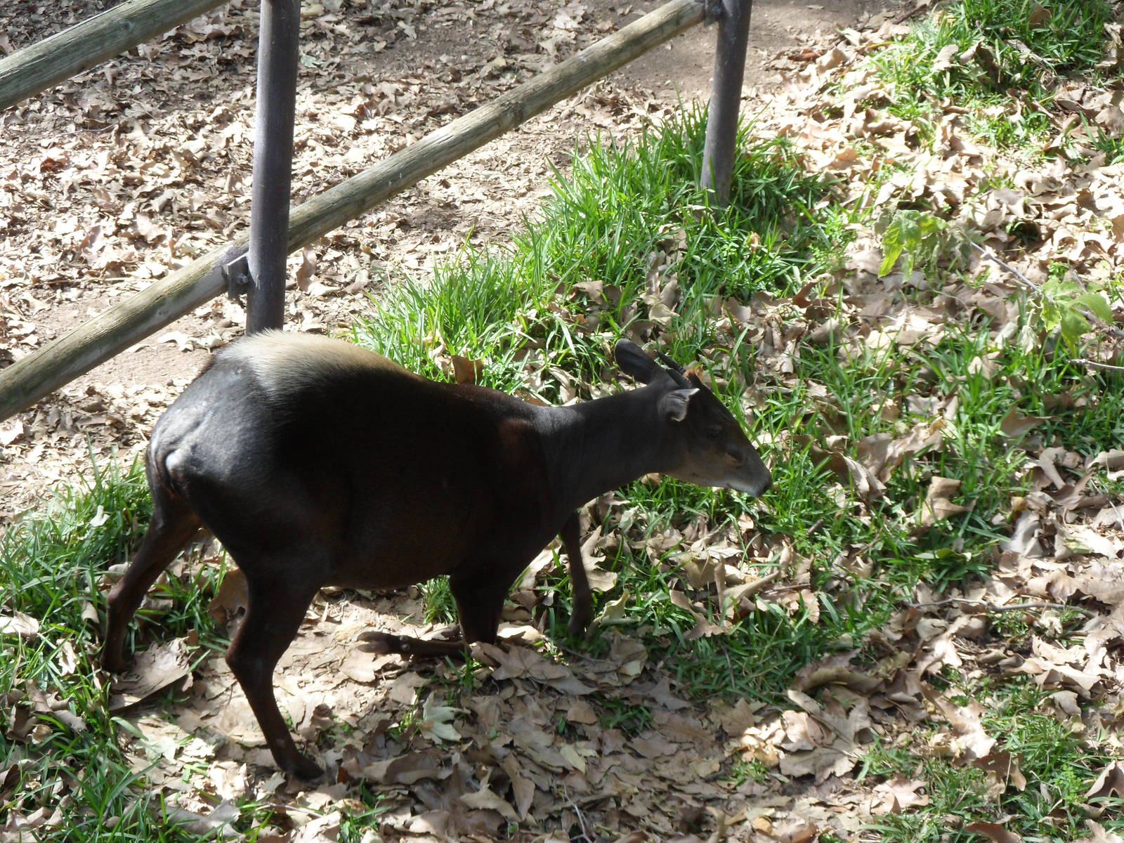 Yellow Backed Duiker