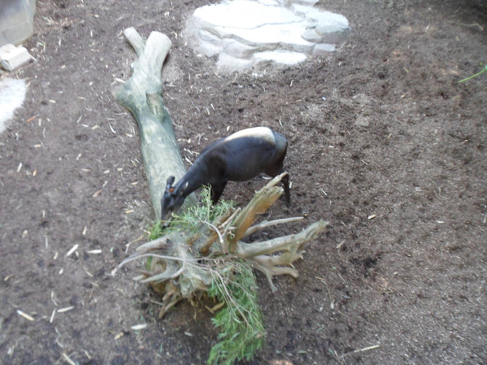 Yellow-Backed Duiker