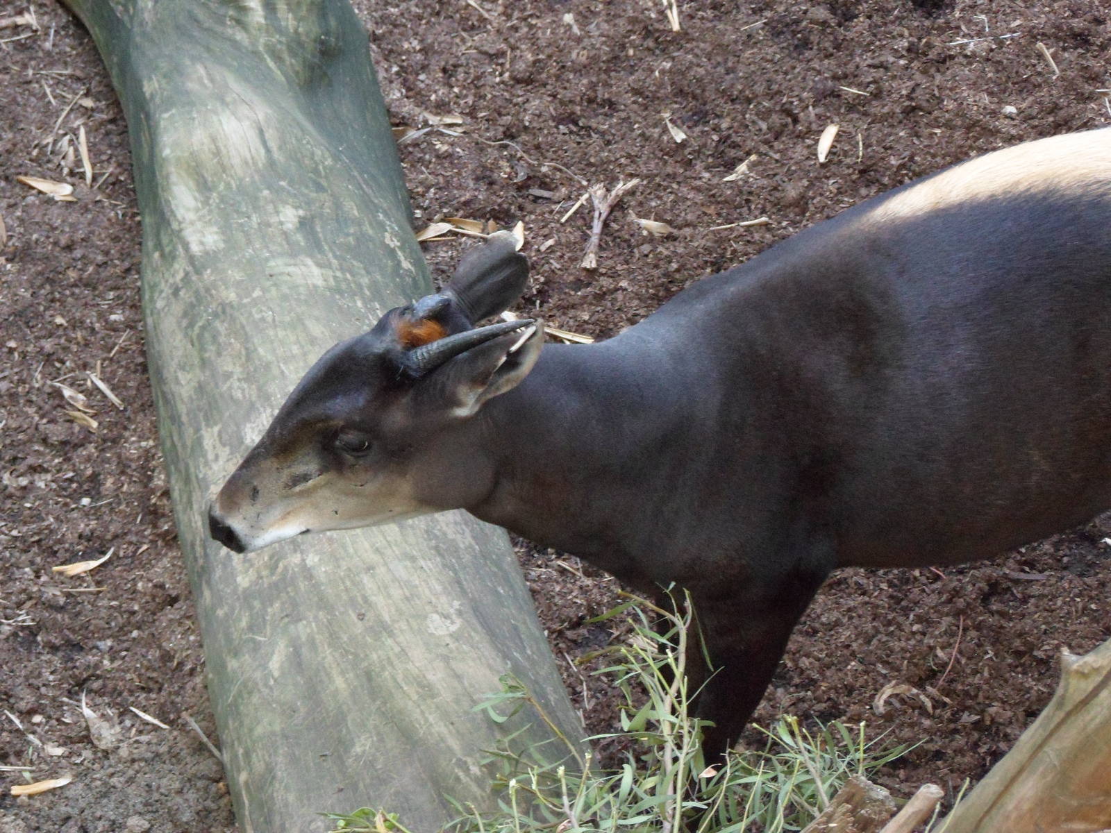 Yellow-Backed Duiker