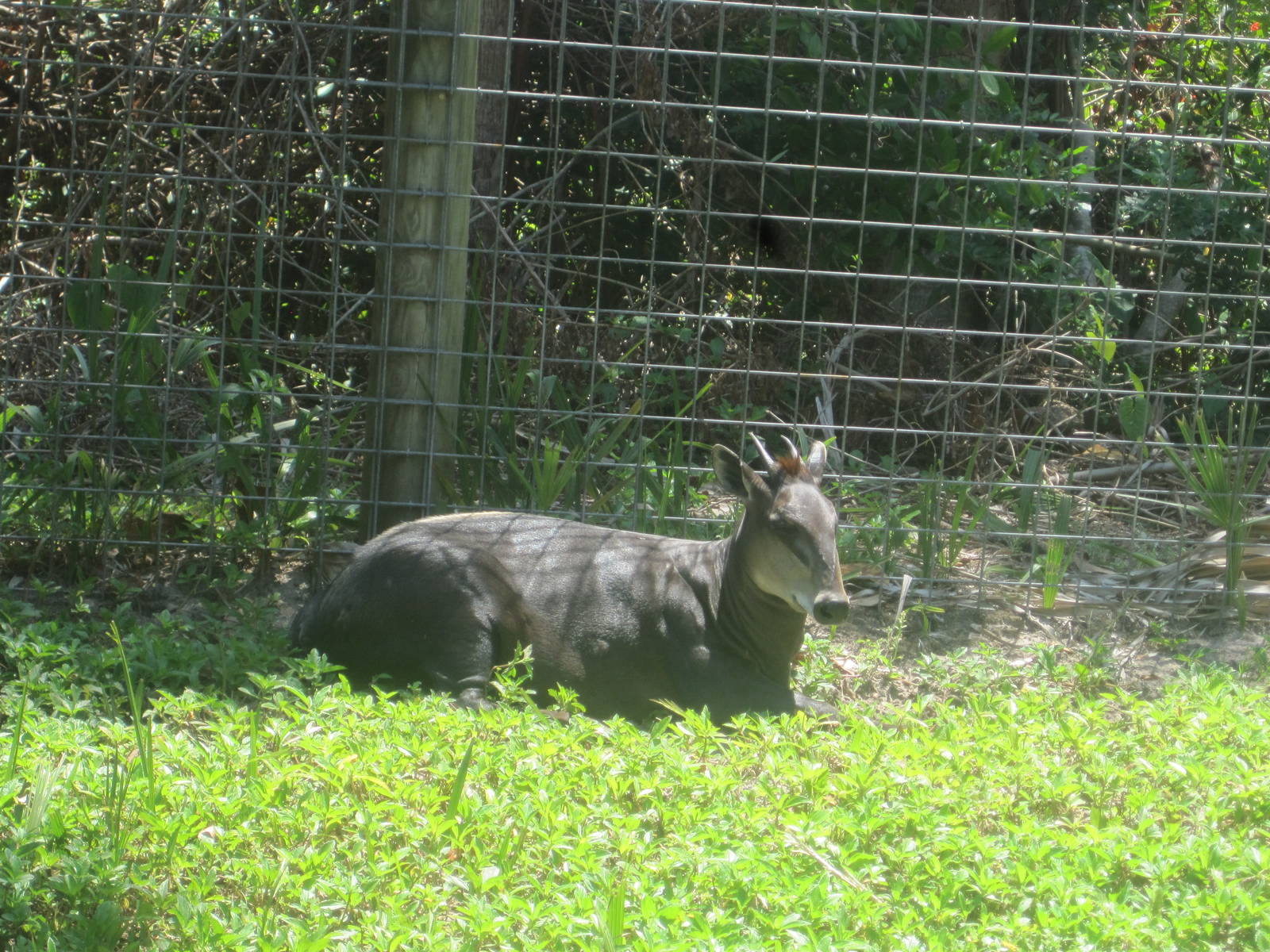 Yellow-Backed Duiker