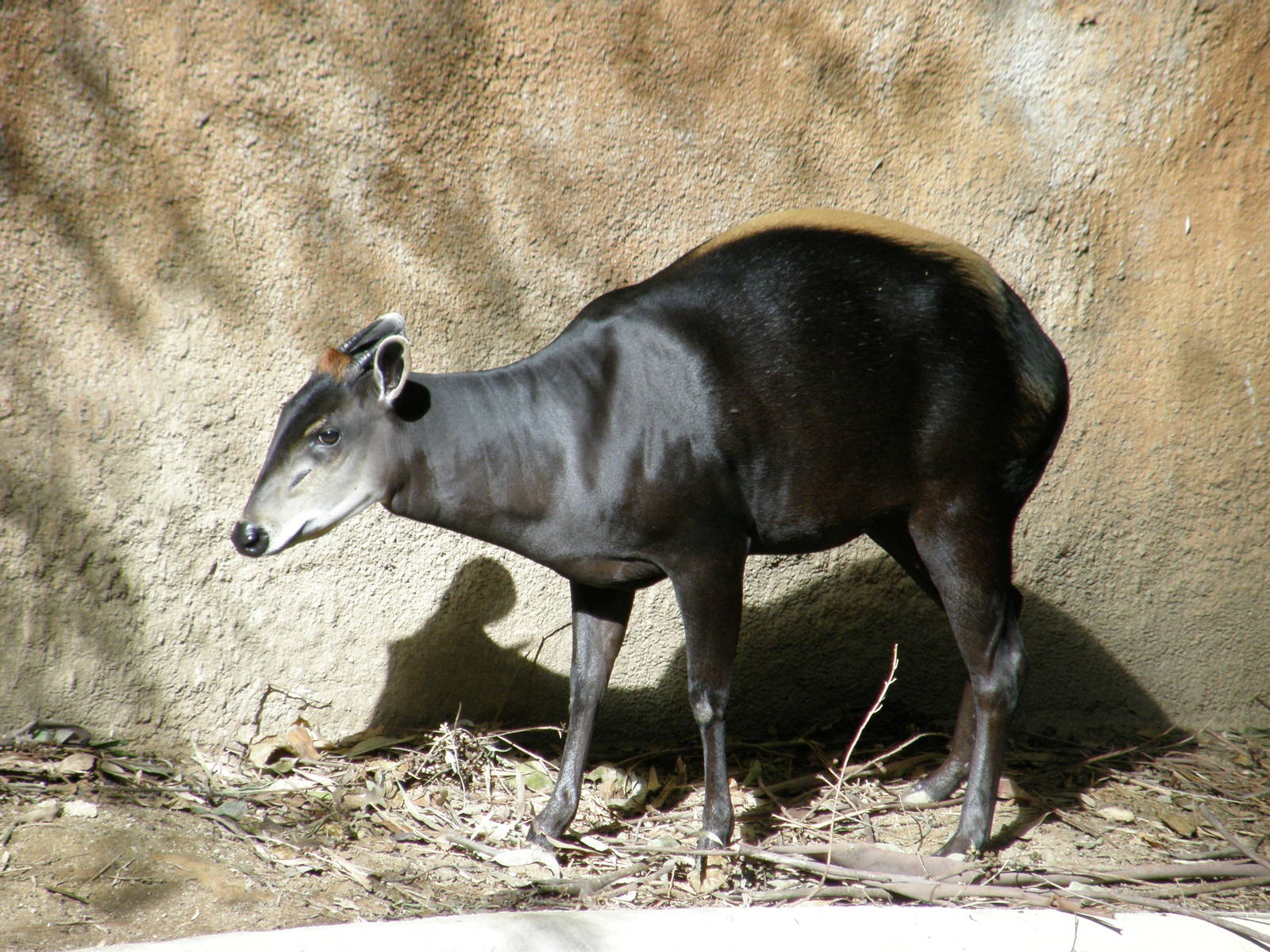 yellow backed duiker