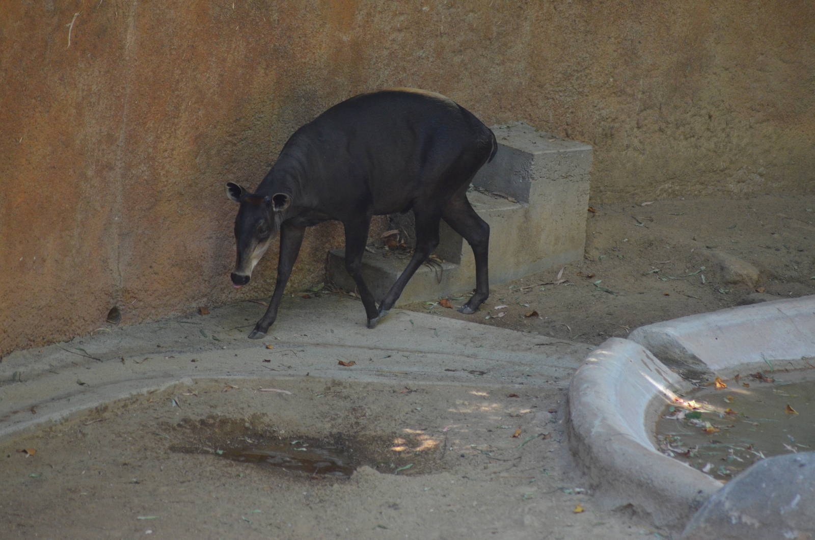 Yellow-backed Duiker