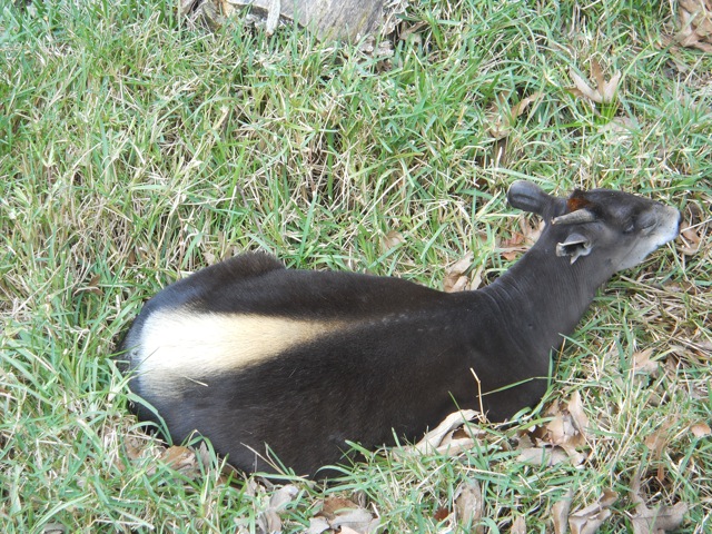 yellow-backed duiker
