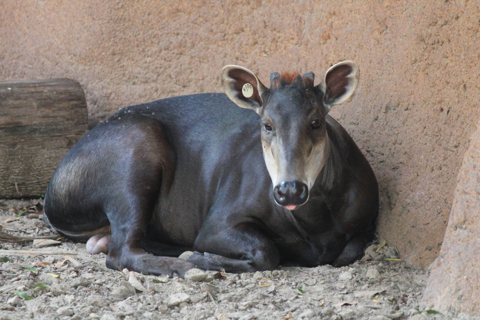Yellow-Backed Duiker