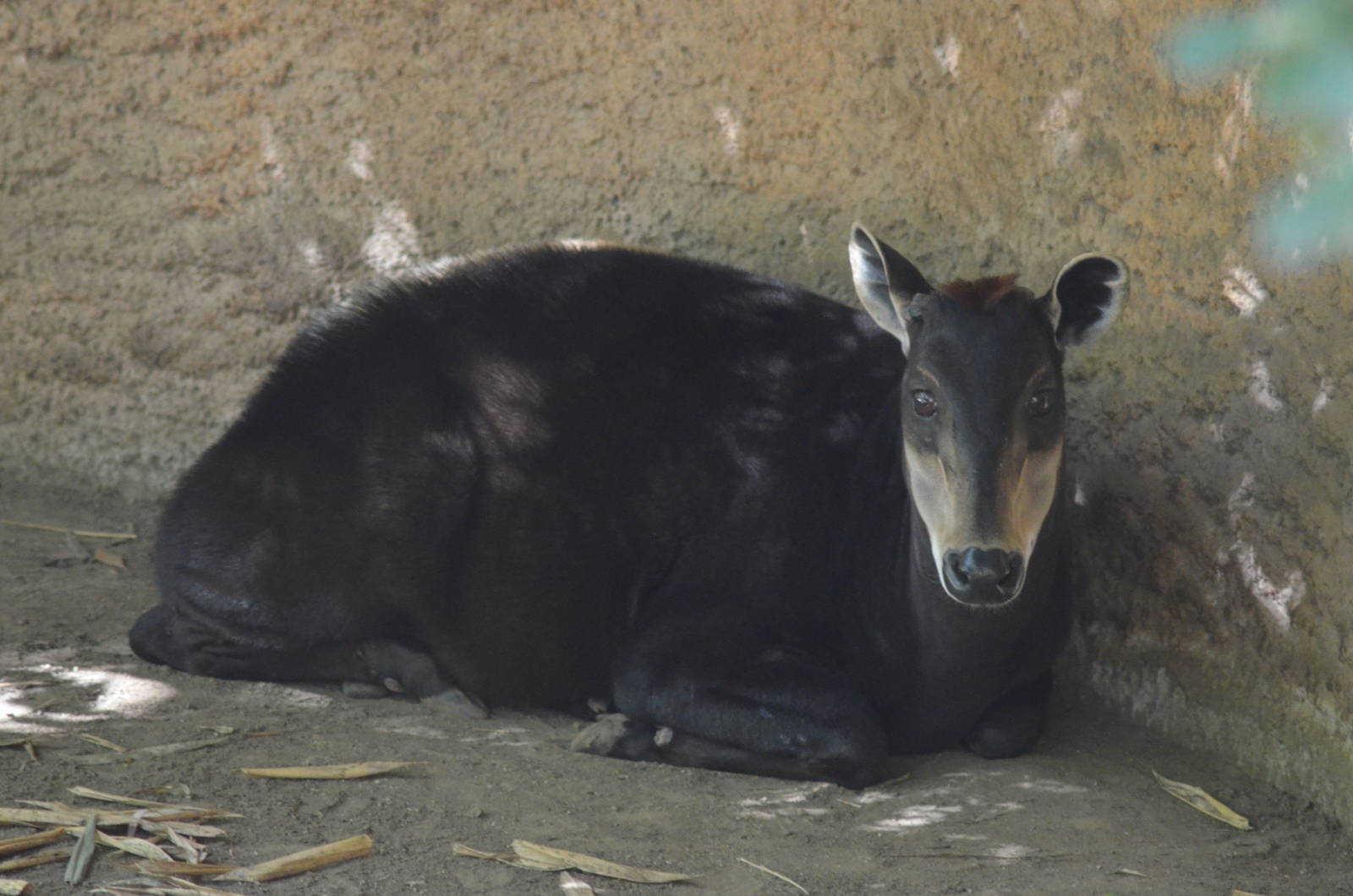 Yellow-backed Duiker
