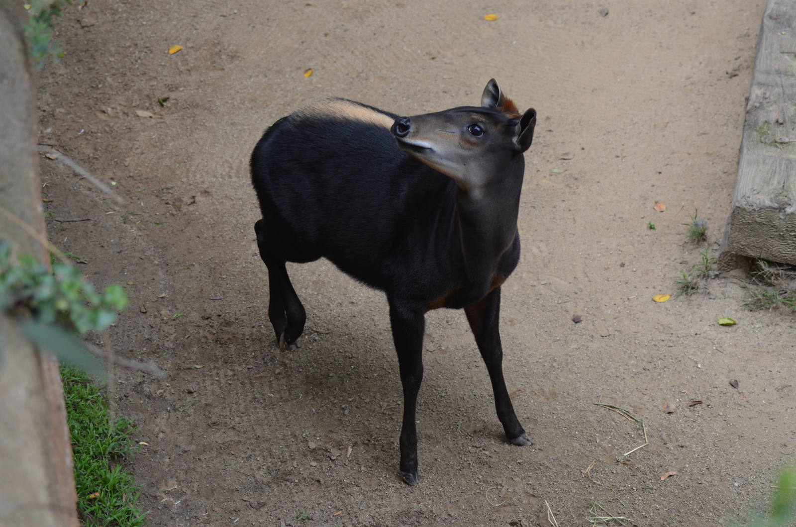 Yellow-backed Duiker