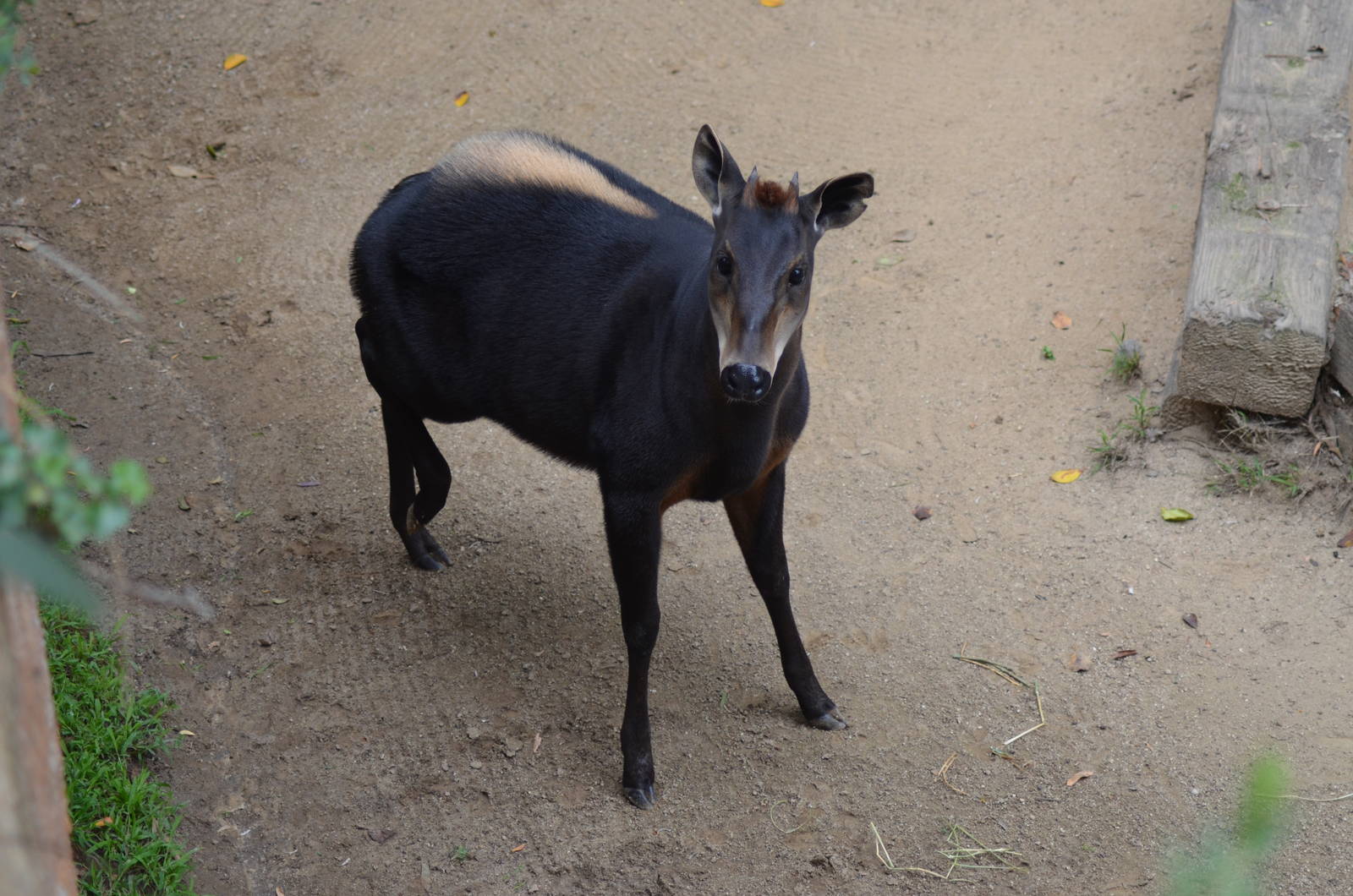 Yellow-backed Duiker