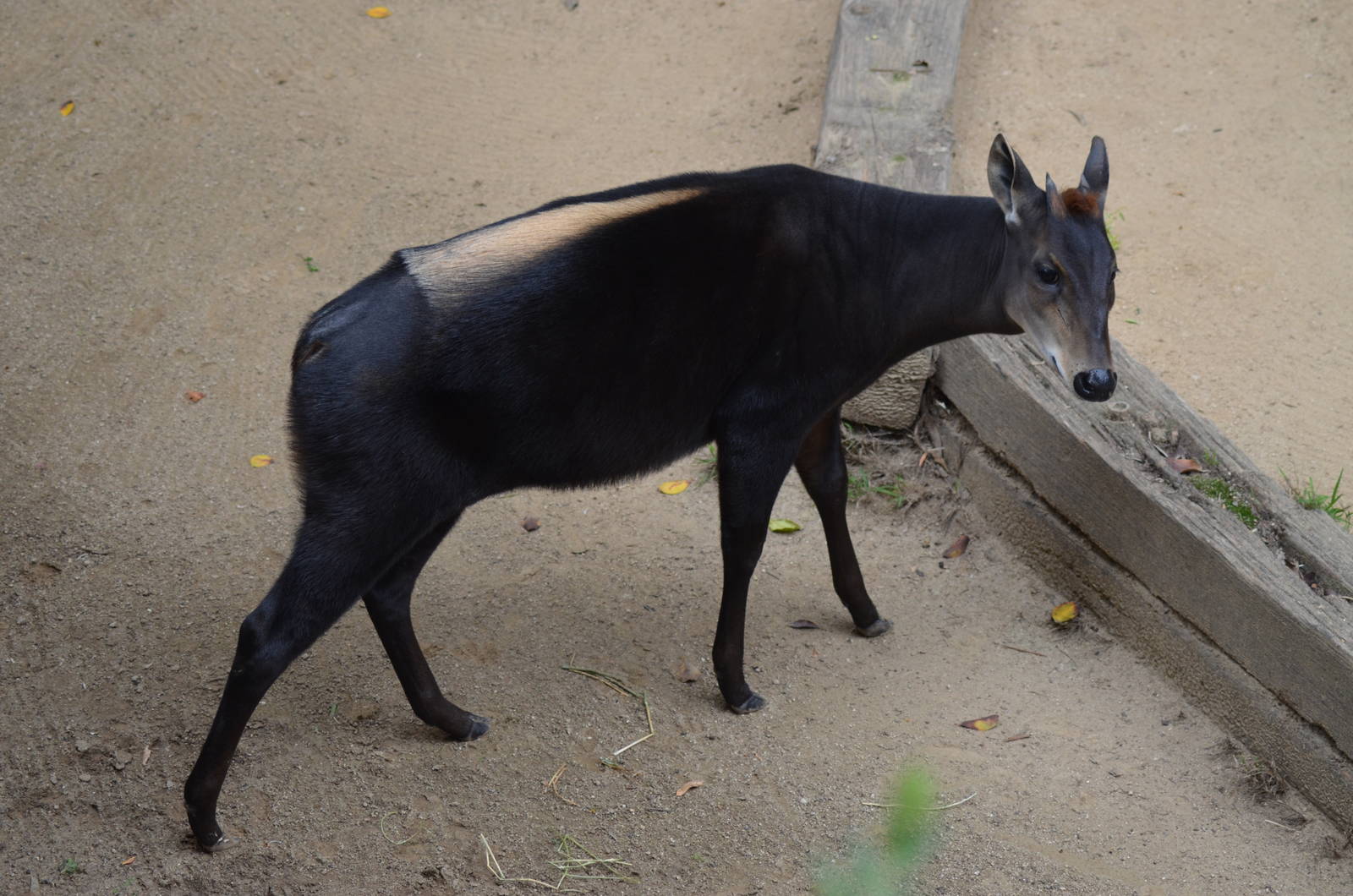 Yellow-backed Duiker