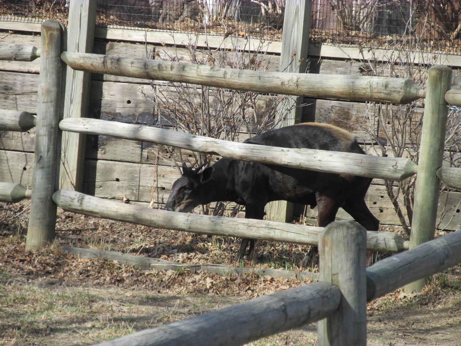 Yellow-backed Duiker