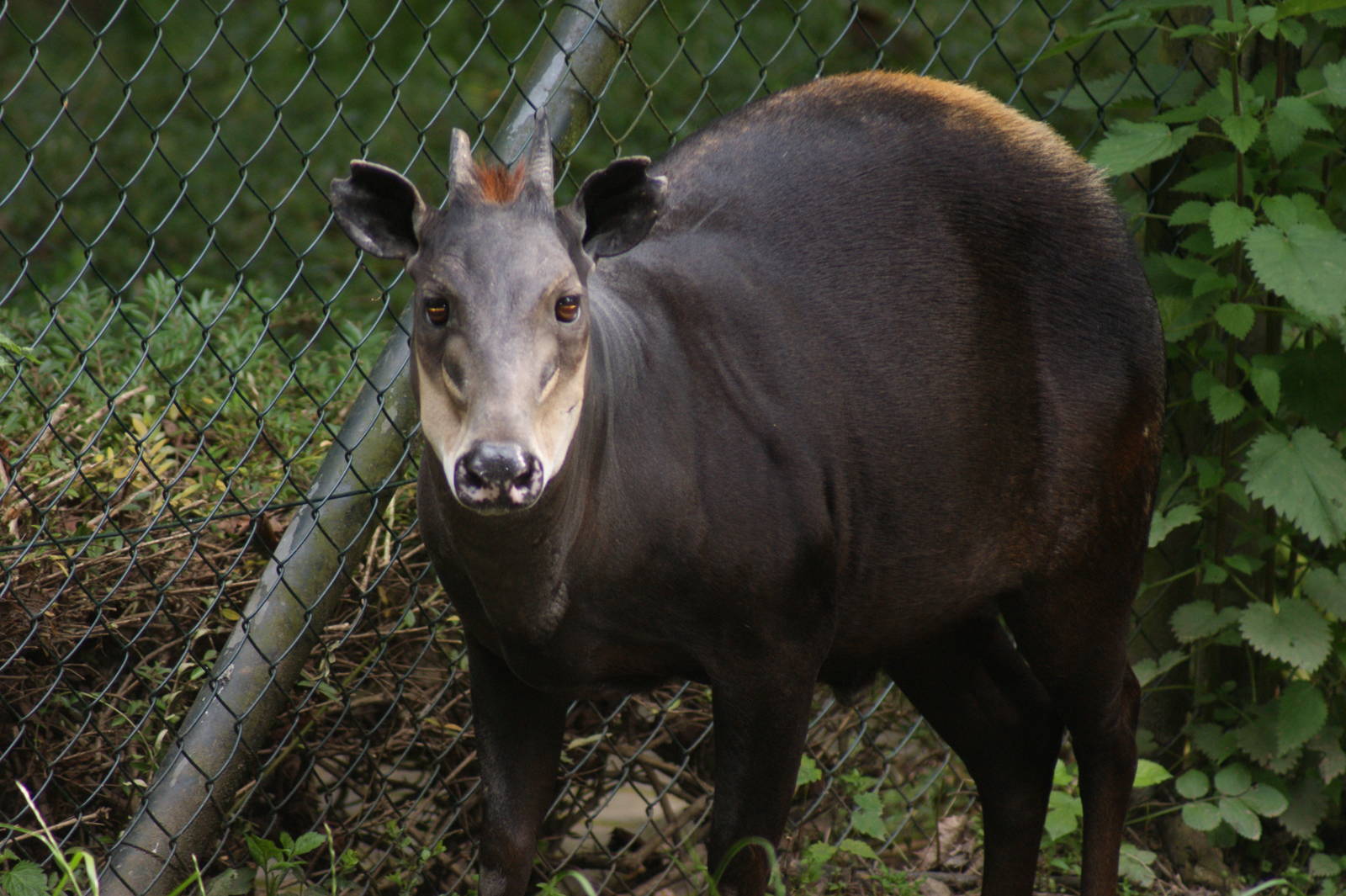 Yellow-backed duiker