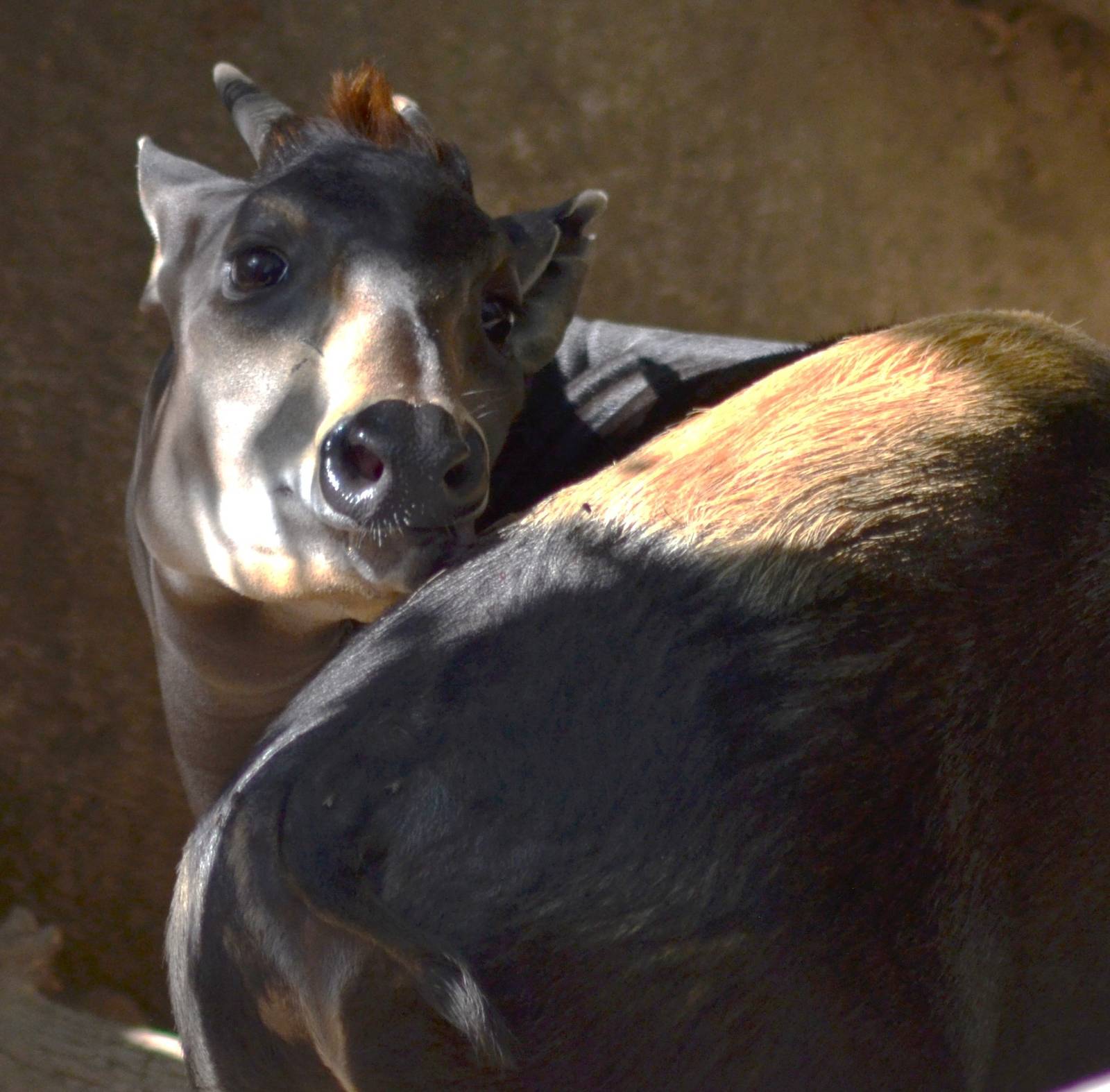 Yellow-backed Duiker