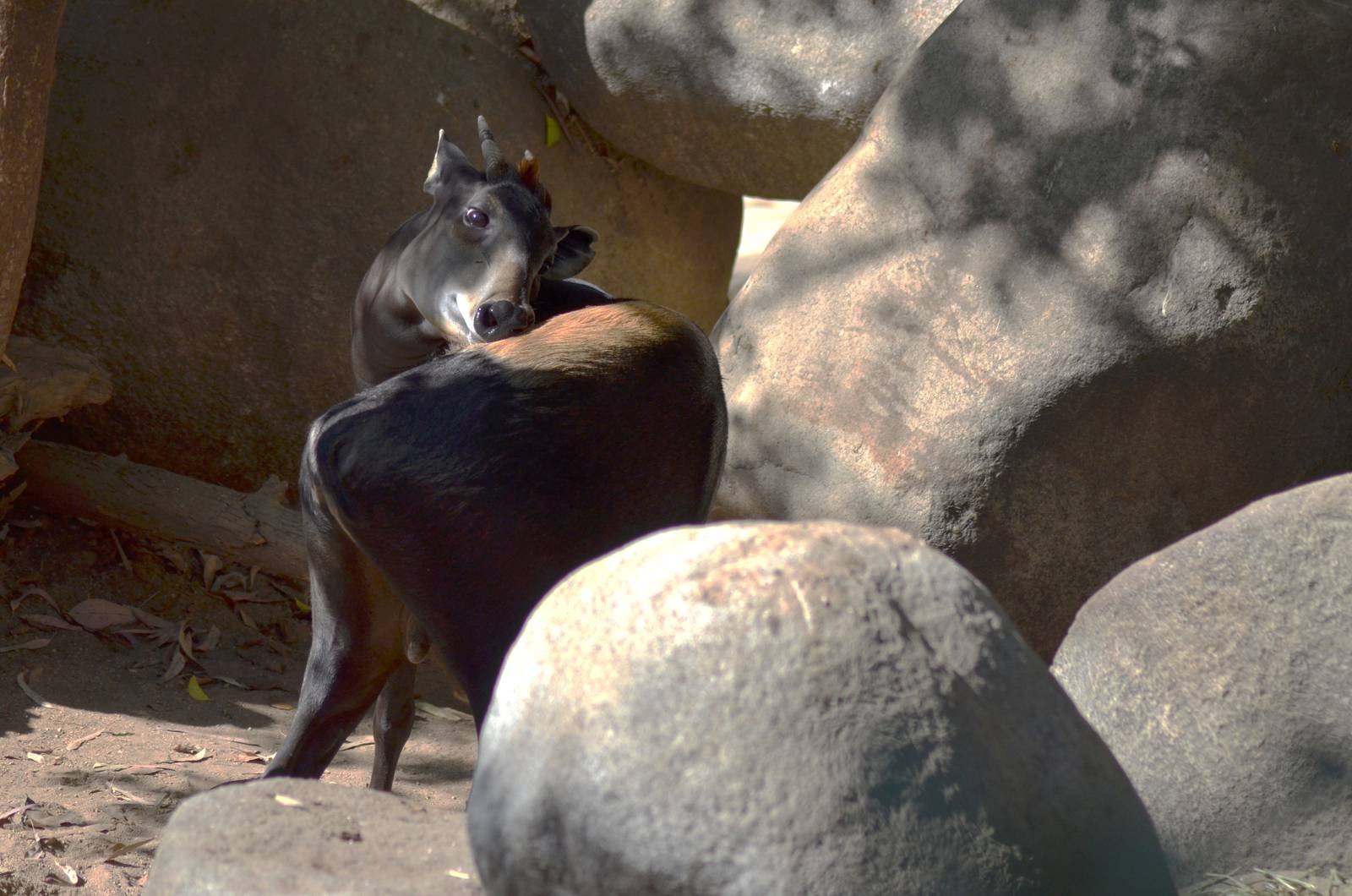 Yellow-backed Duiker