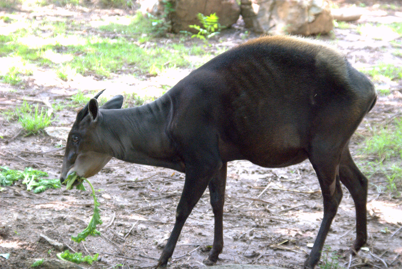 Yellow backed duiker