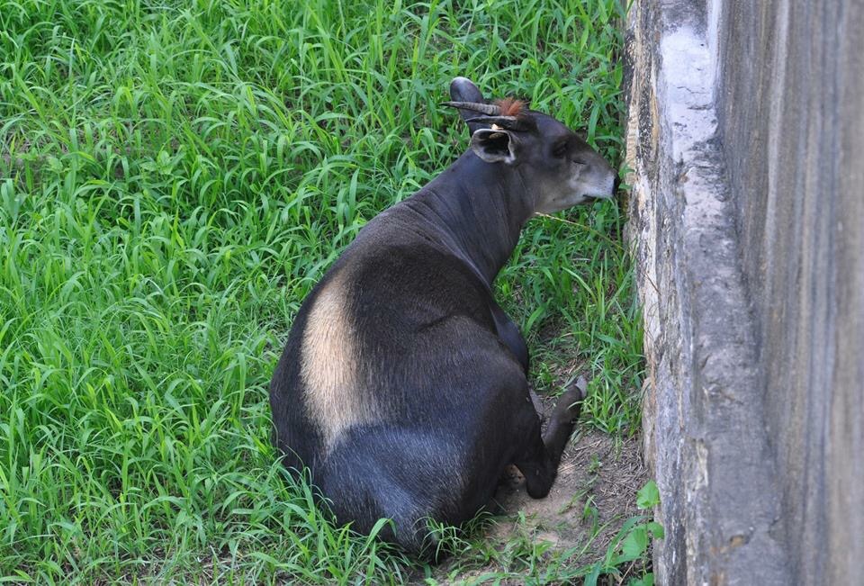 Yellow-backed Duiker
