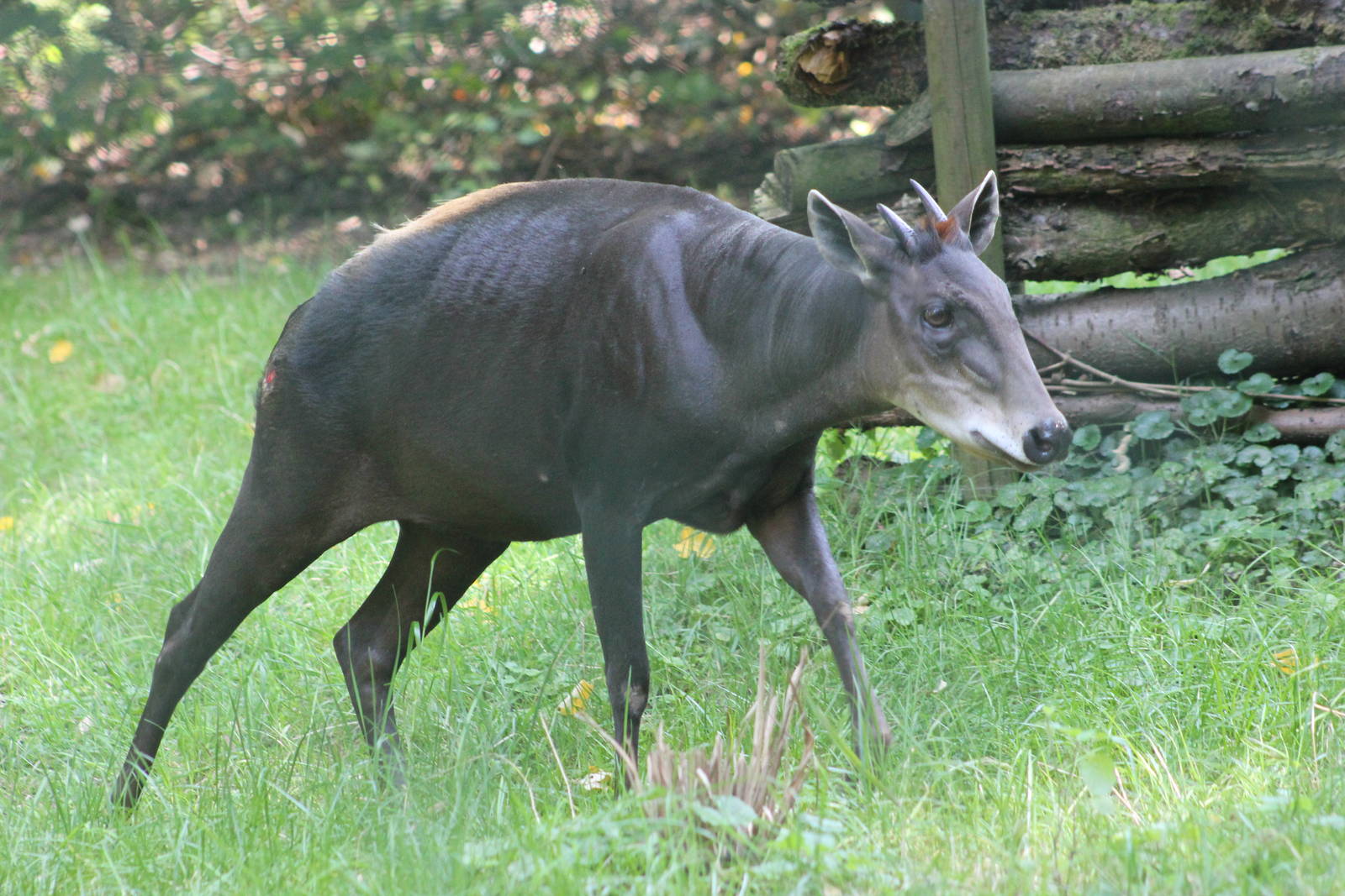 Yellow-backed duiker