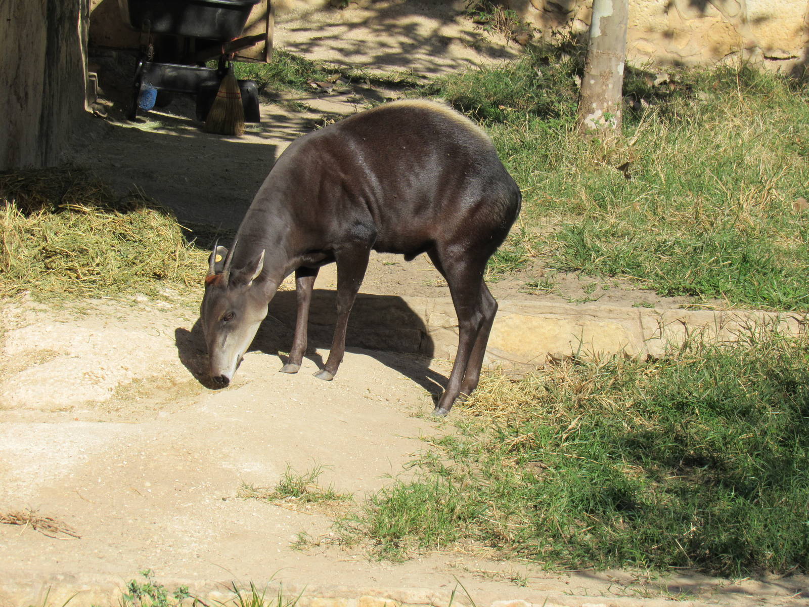 Yellow Backed Duiker