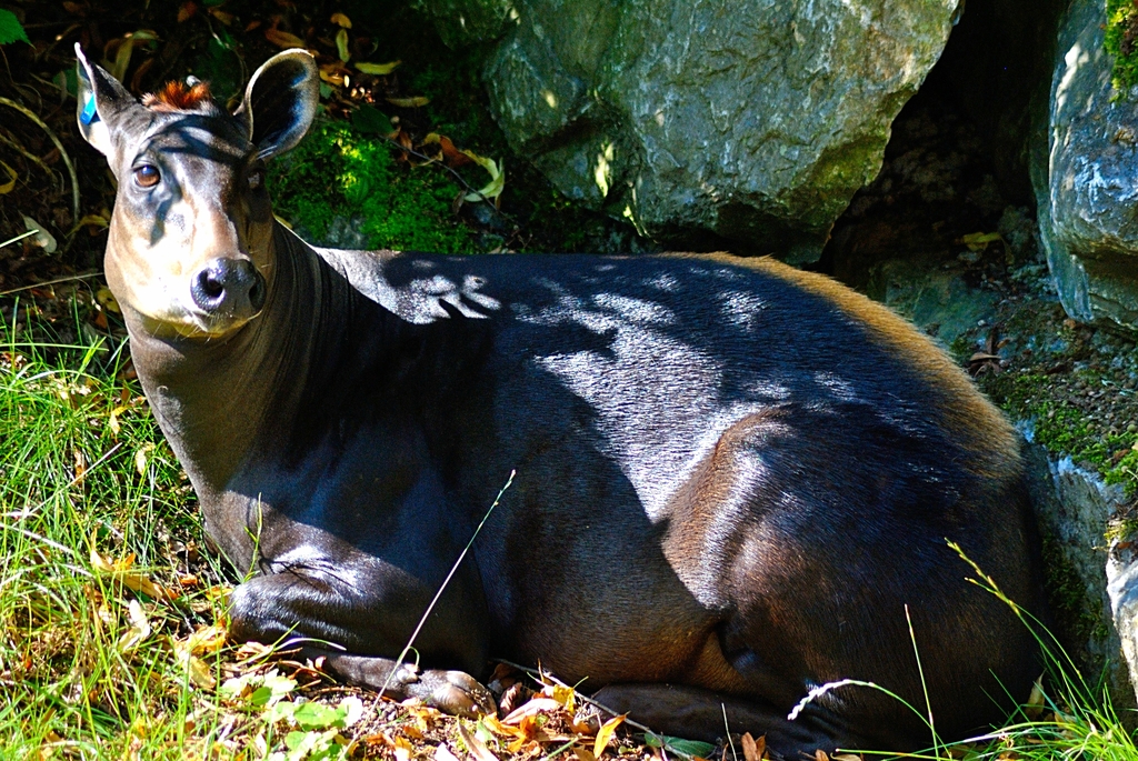 Yellow-backed duiker