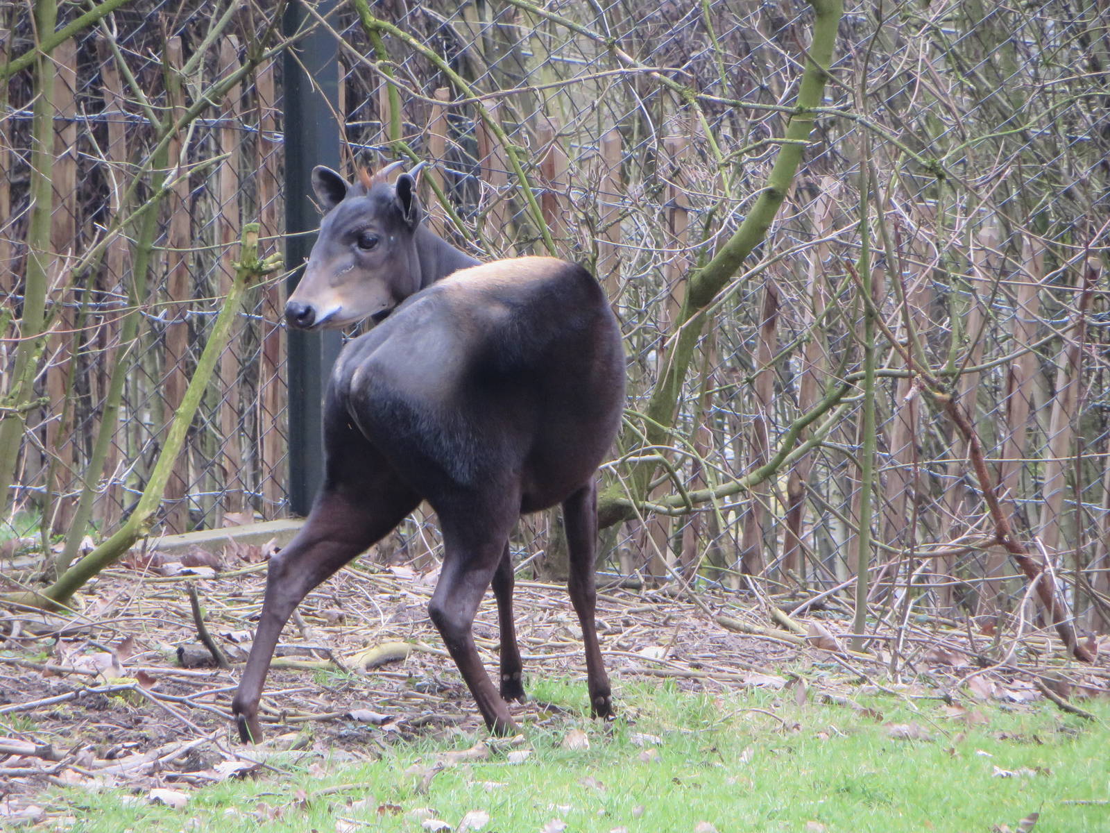 Yellow-backed duiker