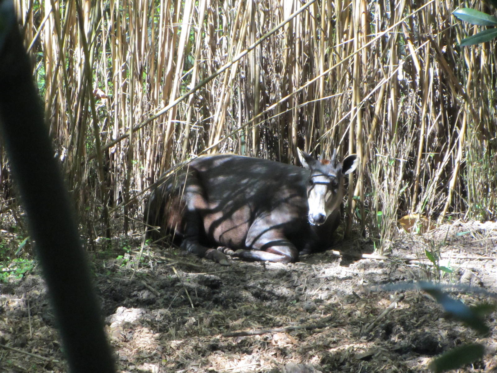 Yellow-backed Duiker