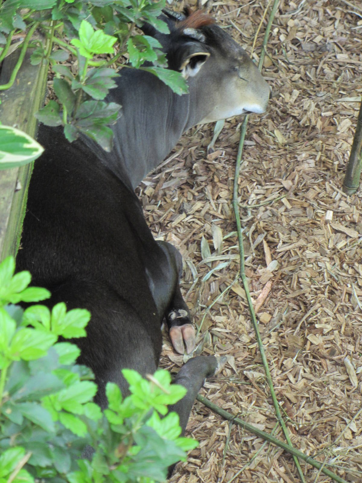 Yellow-backed Duiker