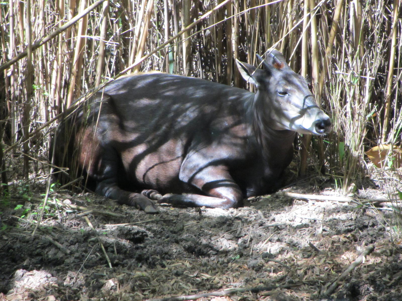 Yellow-backed Duiker