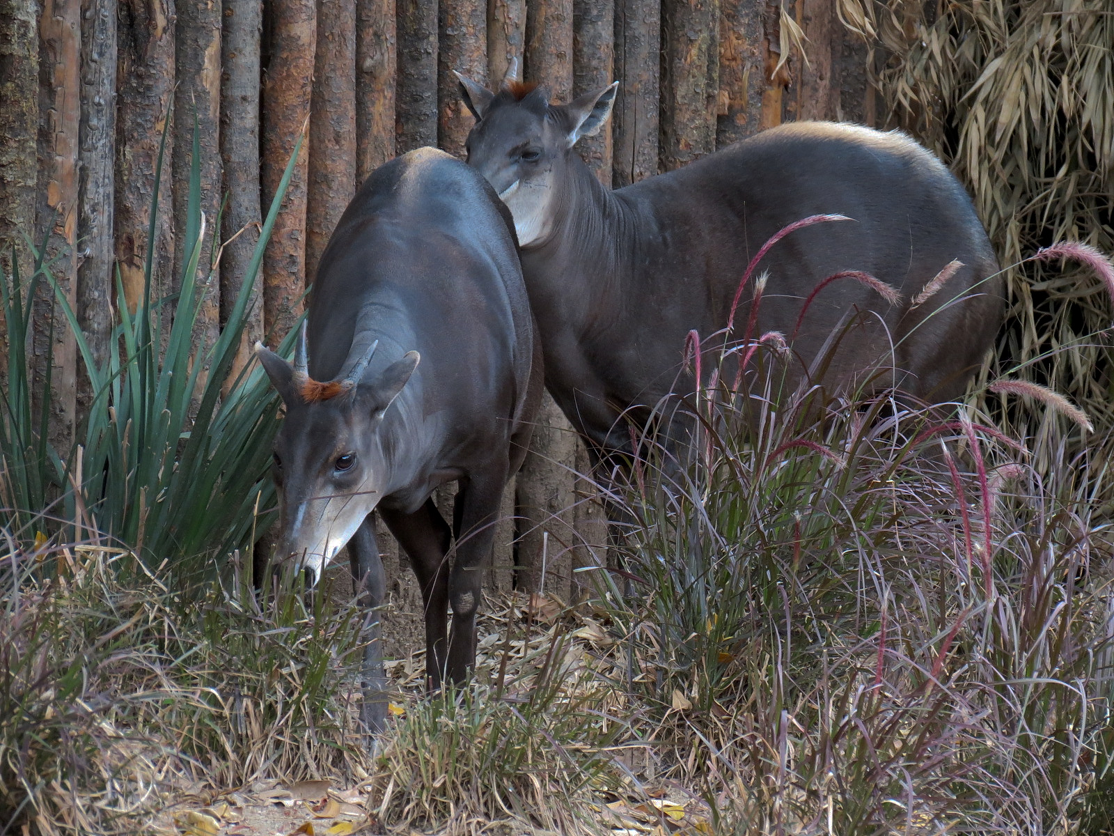 Yellow-backed Duiker