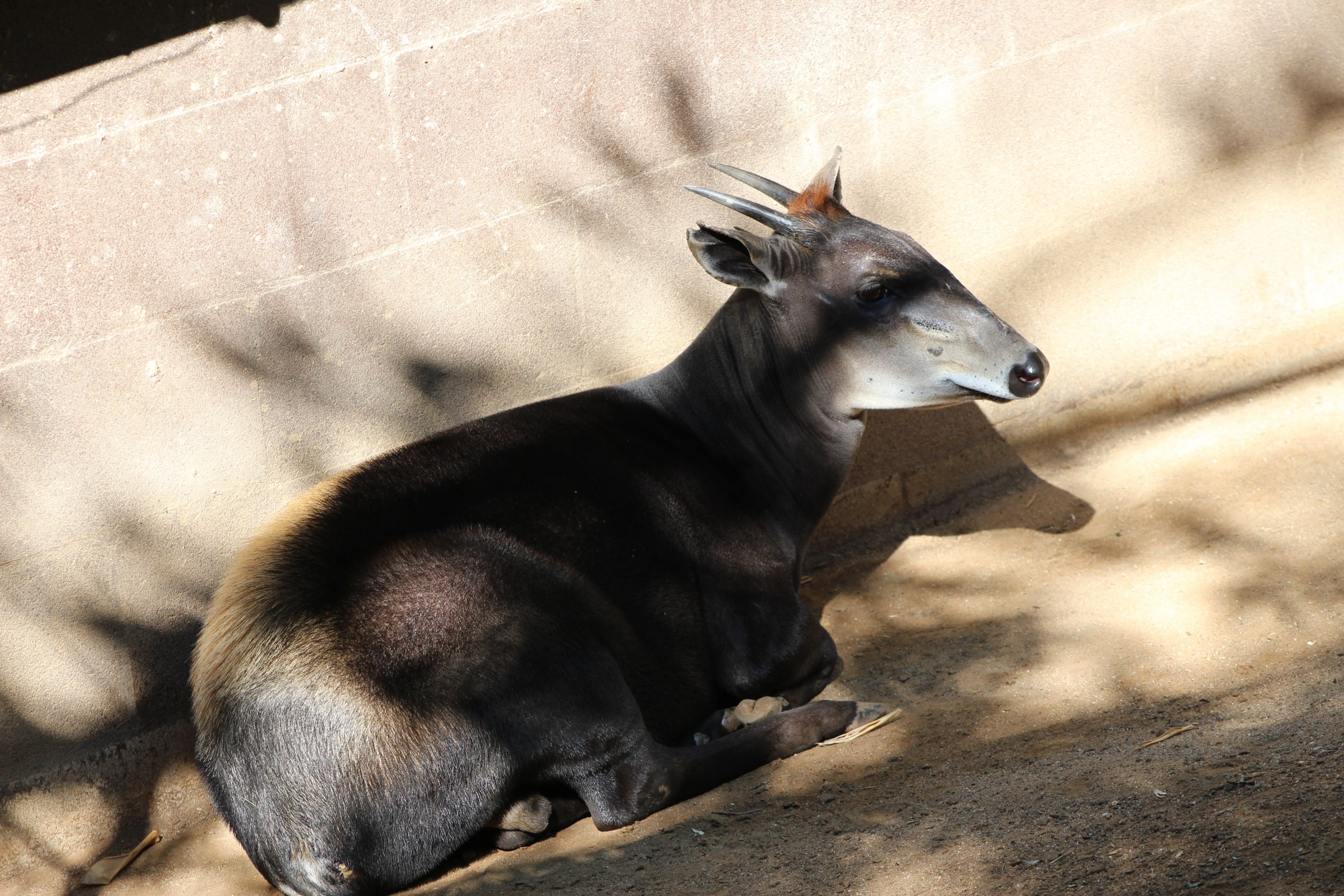 Yellow-backed Duiker