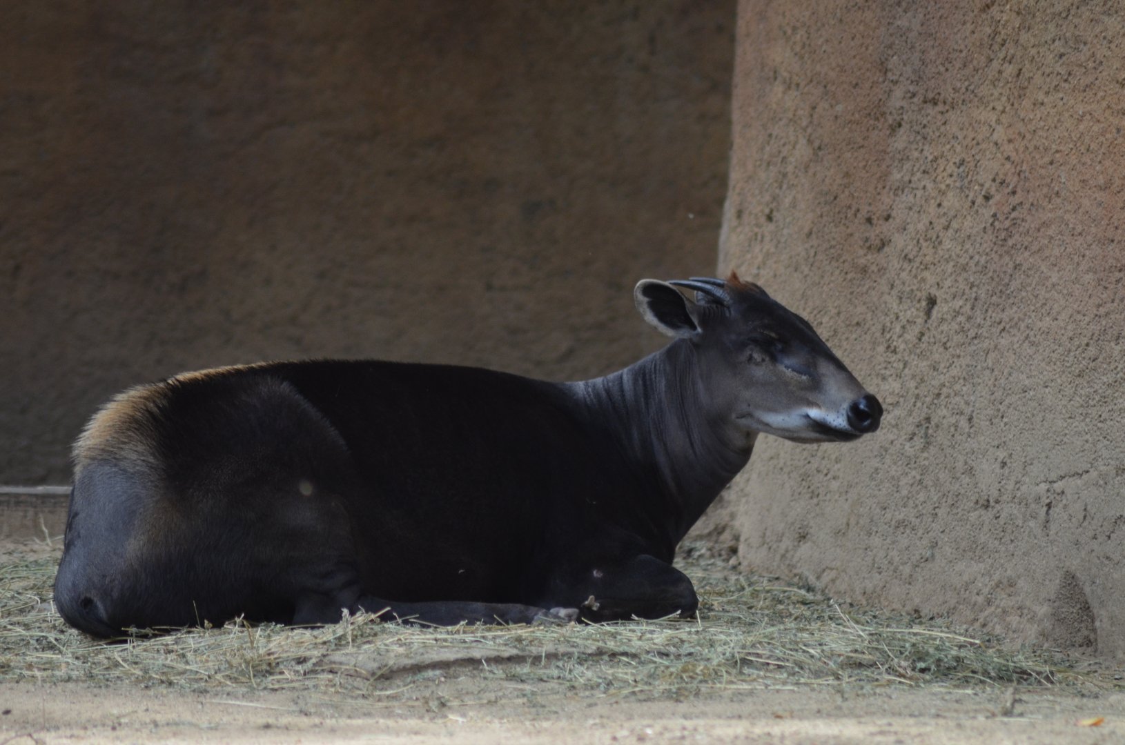 Yellow-backed Duiker