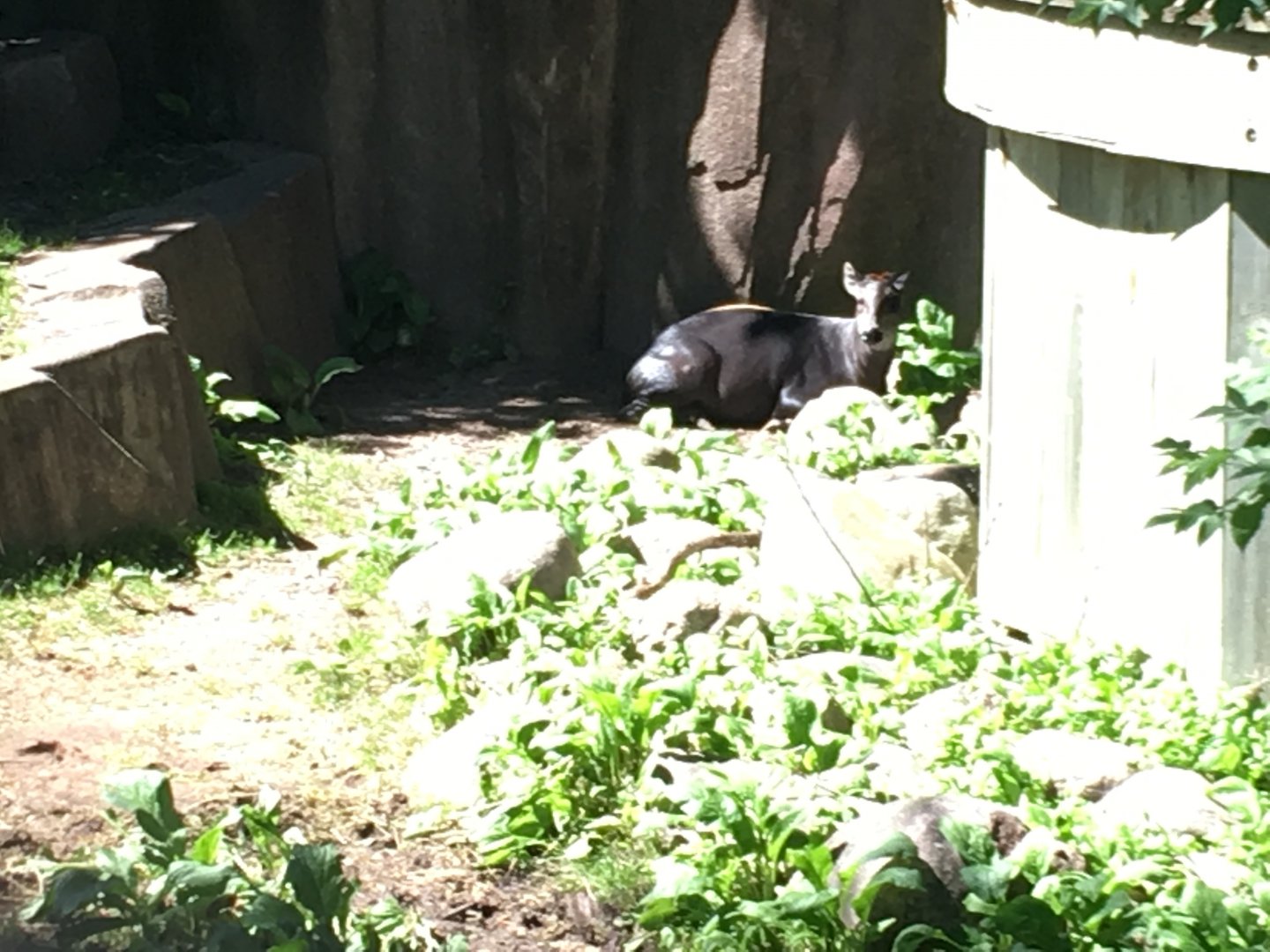 Yellow-backed Duiker