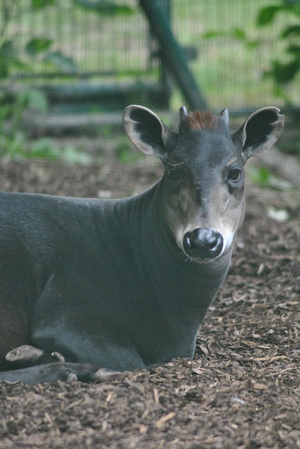 Yellow-backed duiker