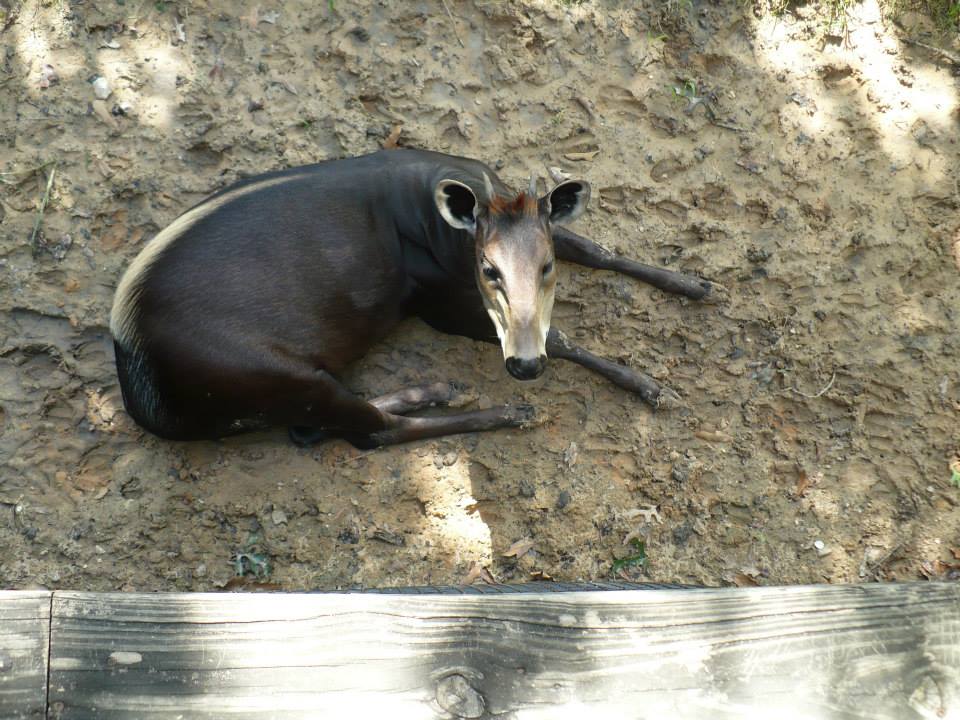 Yellow-backed duiker