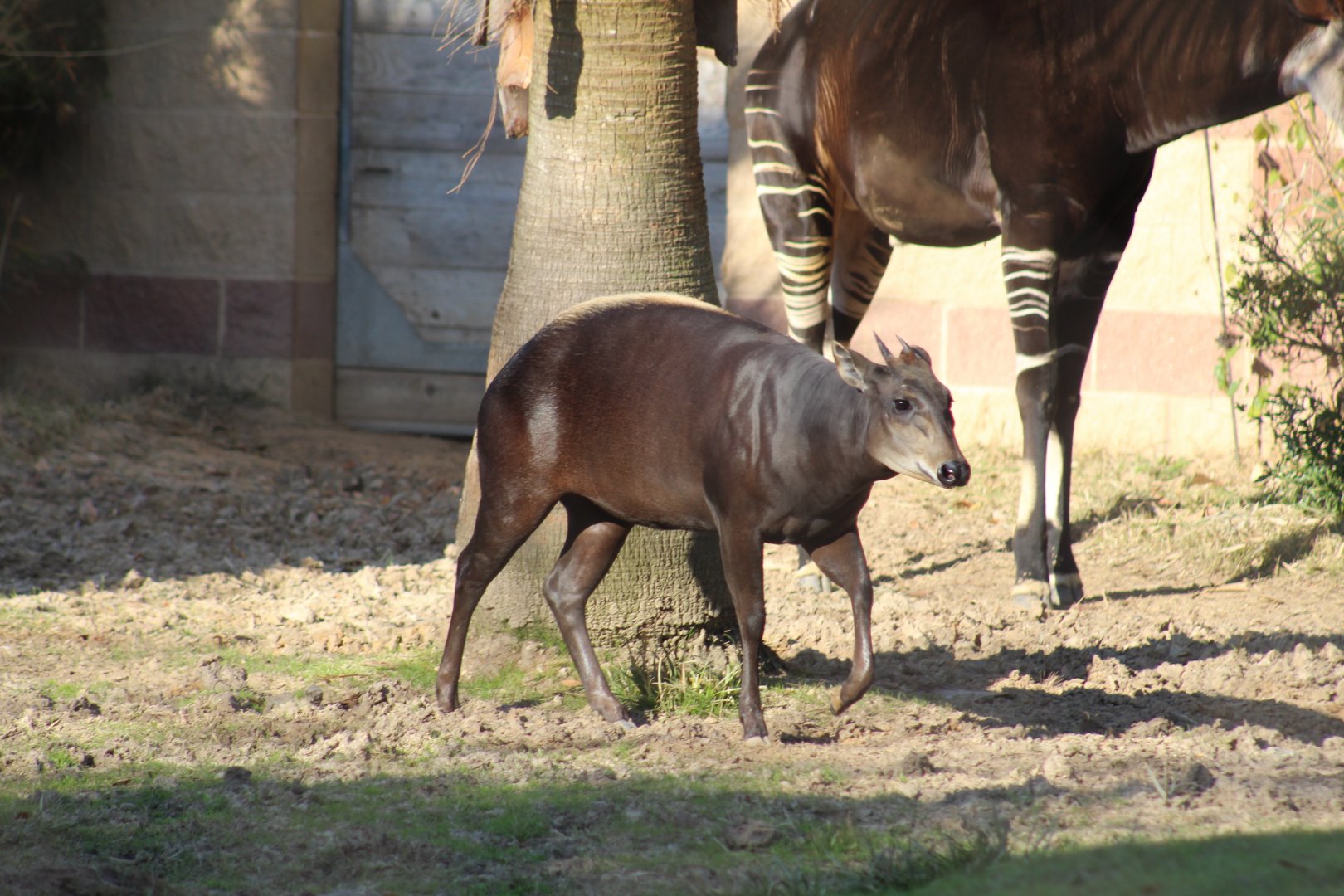 Yellow-Backed Duiker