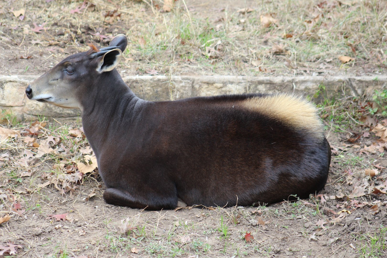 Yellow-Backed Duiker