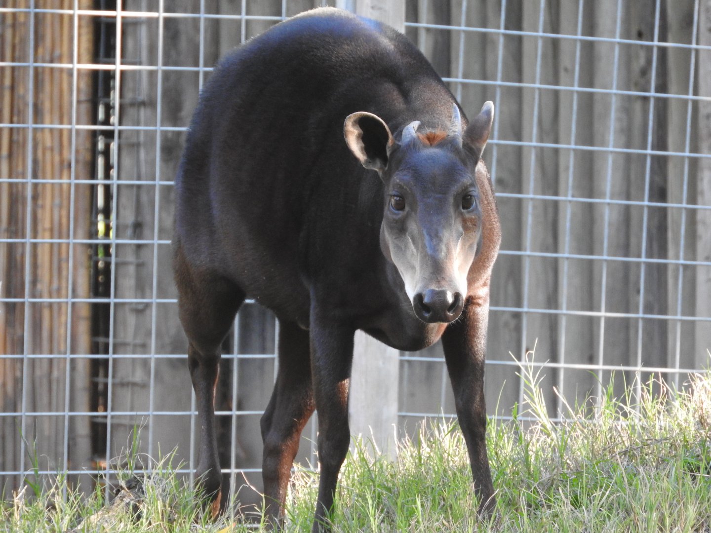 Yellow-backed Duiker