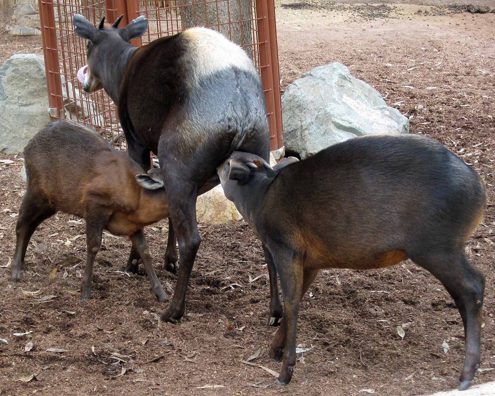 Yellow-backed Duiker