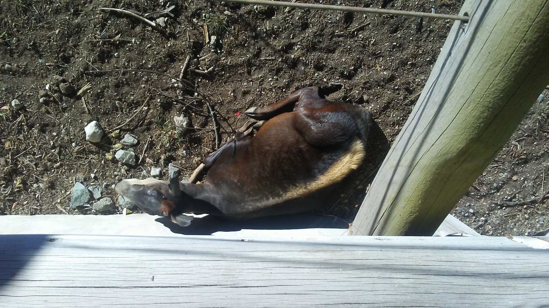 Yellow-backed duiker