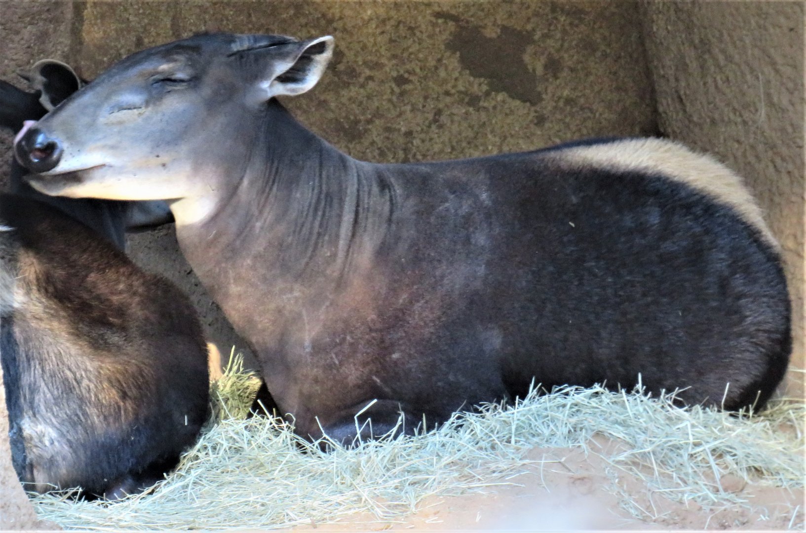 Yellow-backed duiker