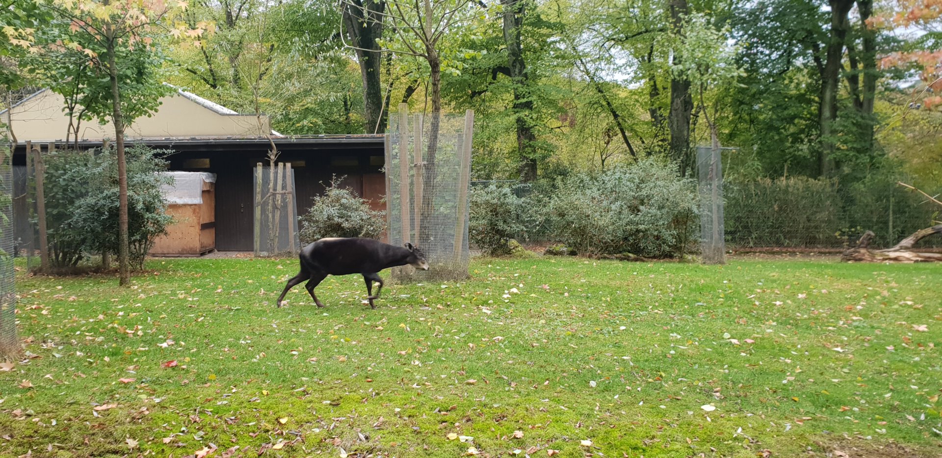 Yellow-backed duiker