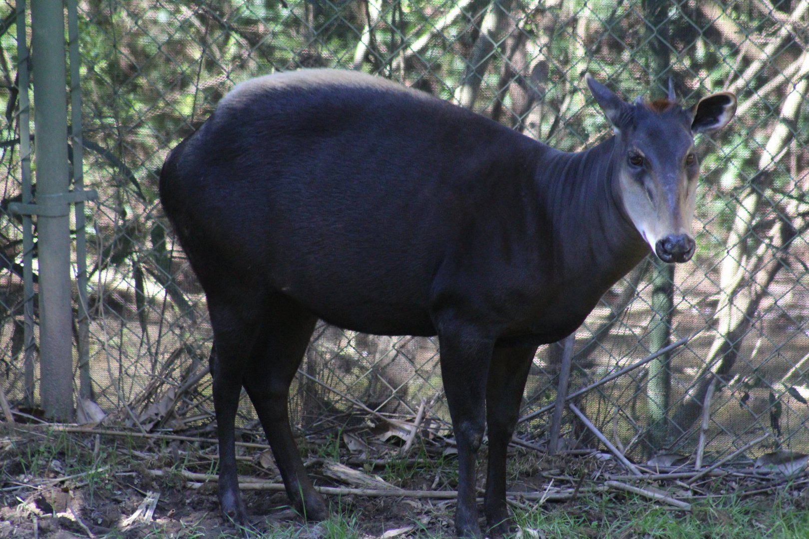 Yellow-Backed Duiker