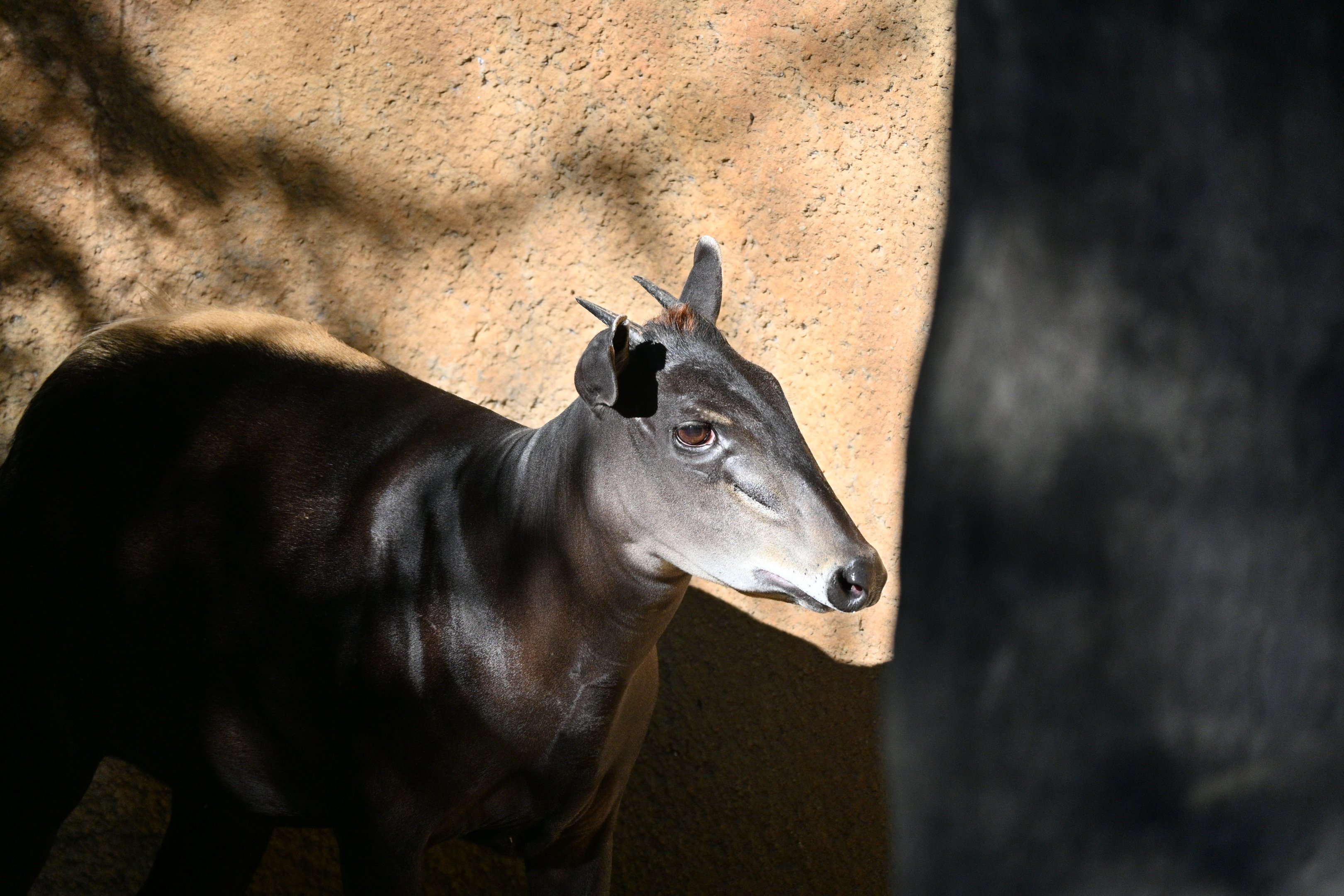 Yellow Backed Duiker
