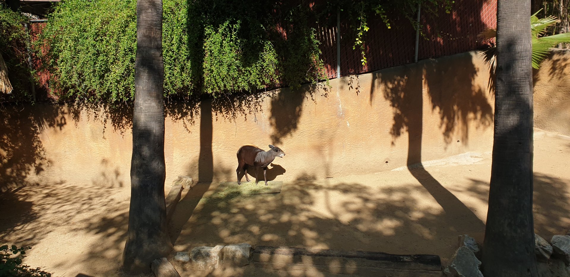 Yellow-backed Duiker