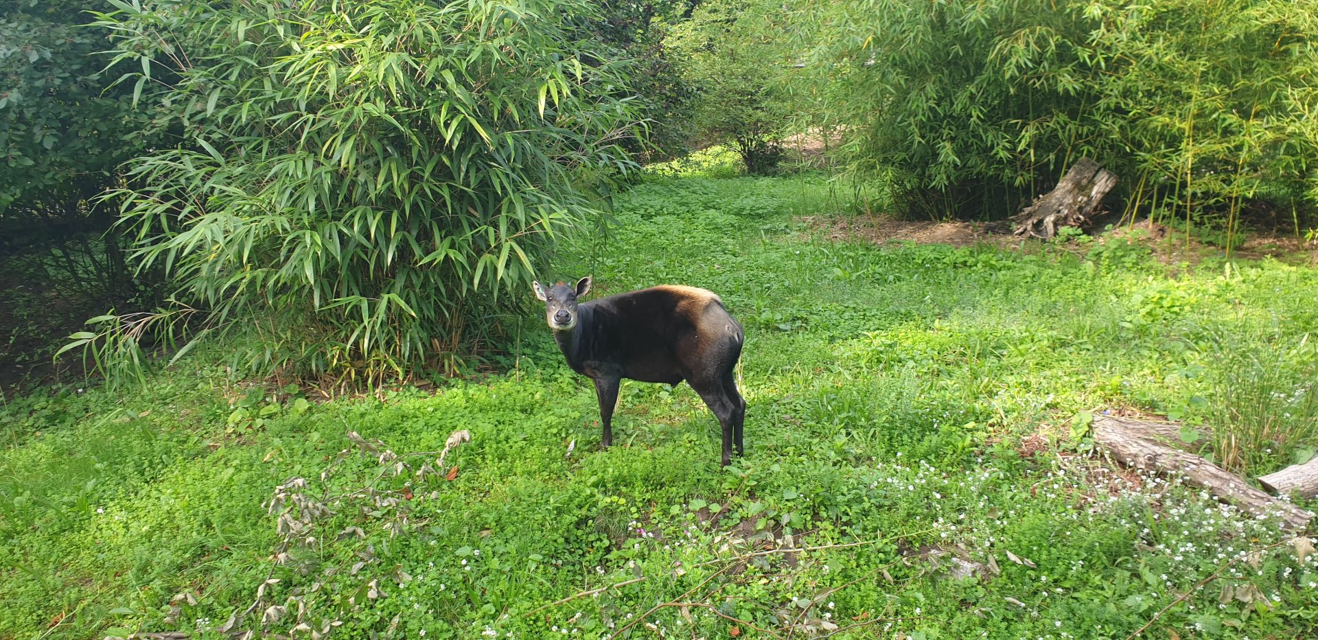 Yellow-backed Duiker