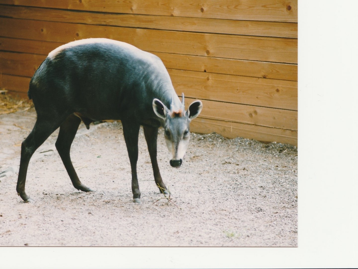 Yellow Backed Duiker