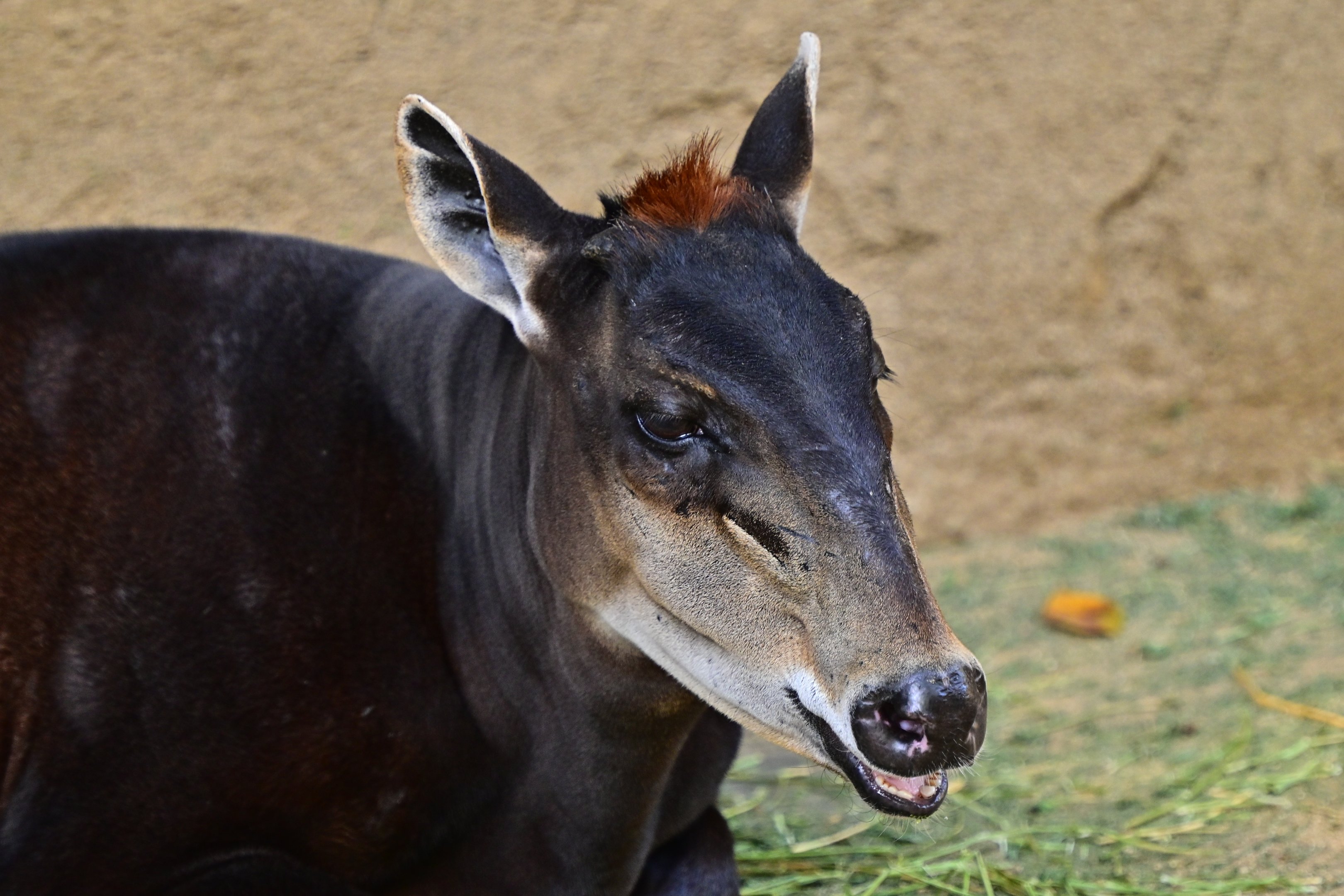 Yellow Backed Duiker