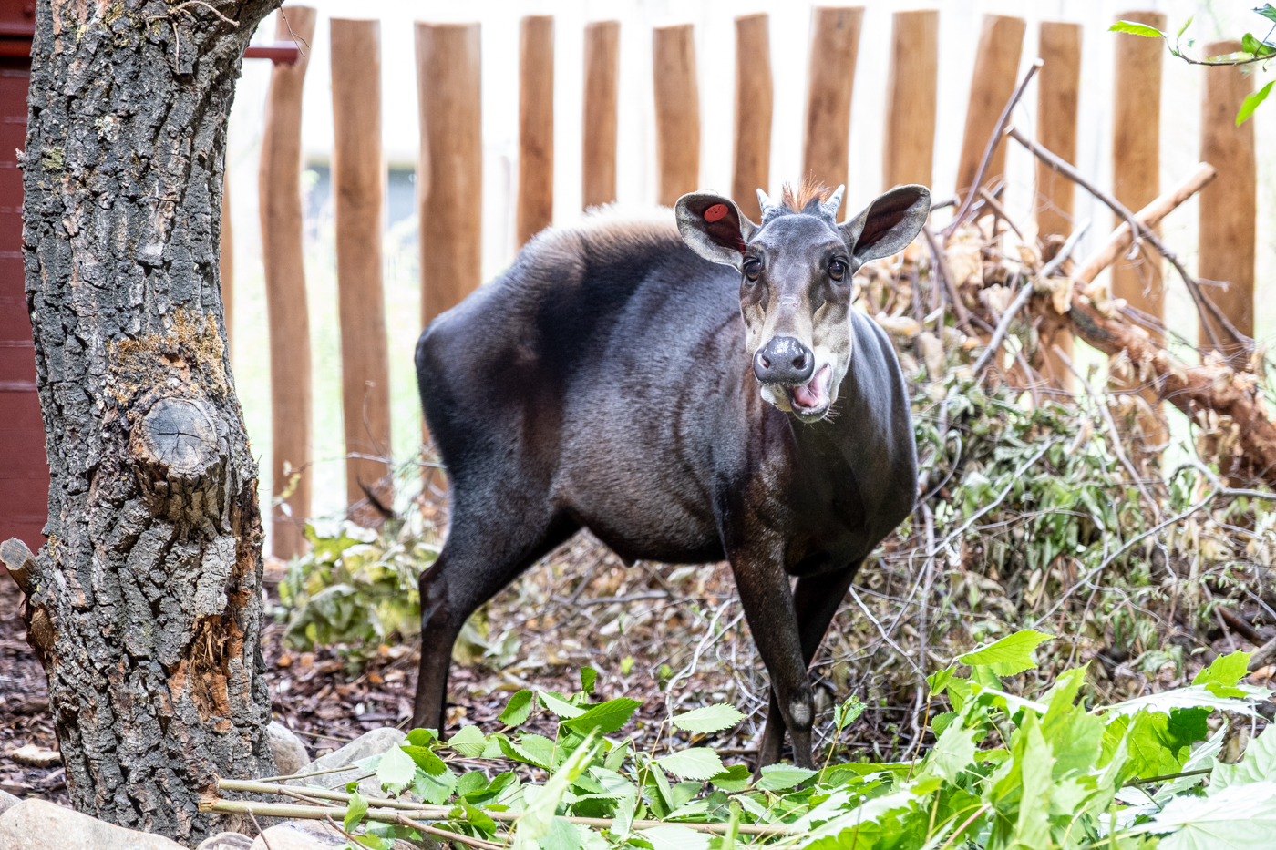 Yellow-backed duiker