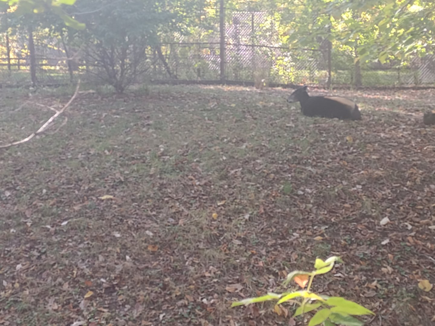 Yellow backed duiker