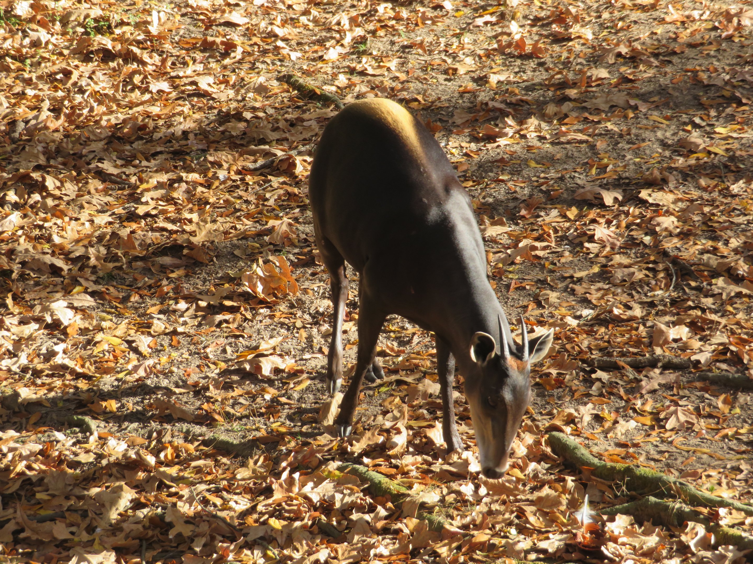 Yellow-backed Duiker
