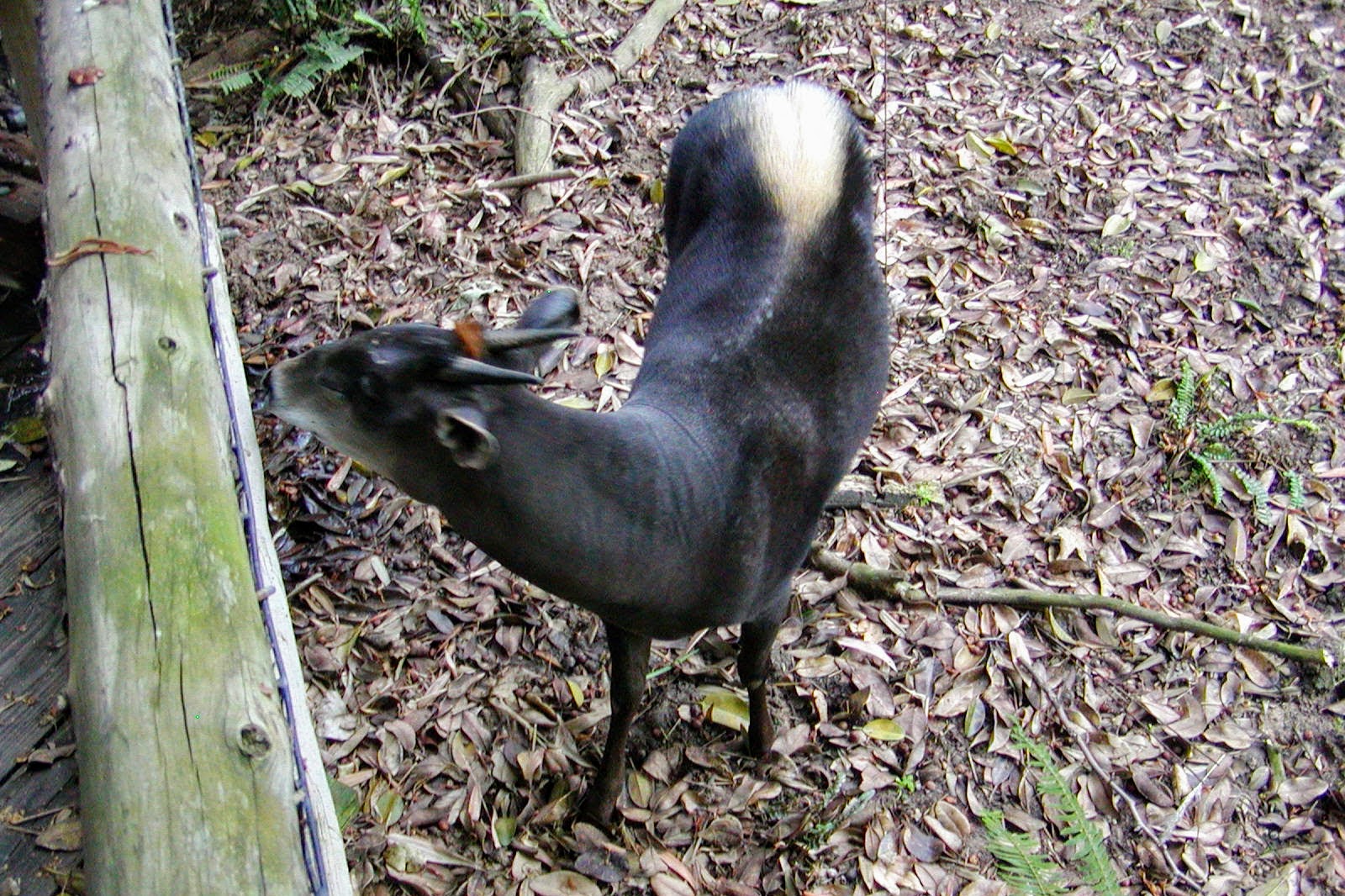 Yellow-backed Duiker