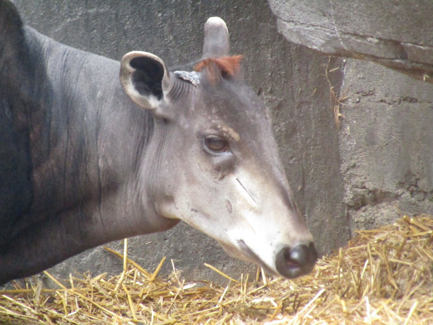 Yellow Backed Duiker